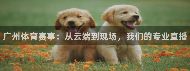 鲸鱼体育赛事直播：广州体育赛事：从云端到现场，我们的专业直播